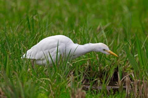 Cattle egret