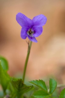 Early Dog Violet