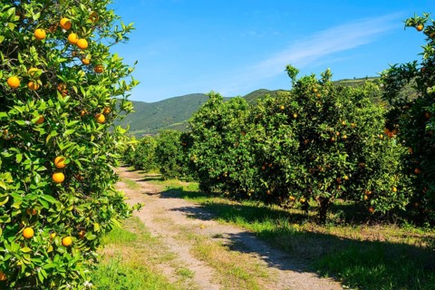 Orange grove