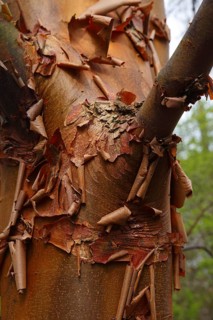 Paperbark maple