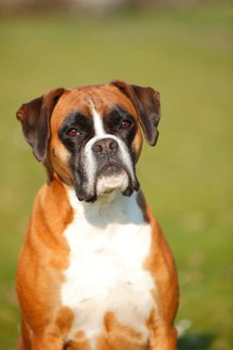 German Boxer