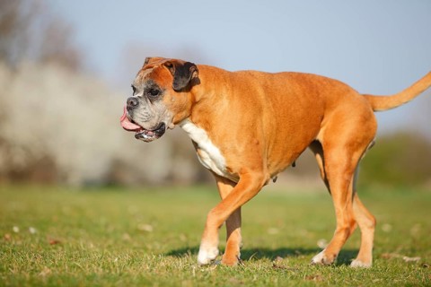 German Boxer