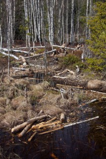 Felled birch trees by Eurasian beaver