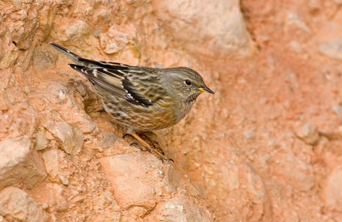 Alpine Accentor