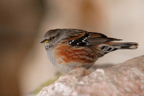 Alpine Accentor