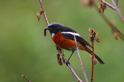 Chaimarrornis schisticeps