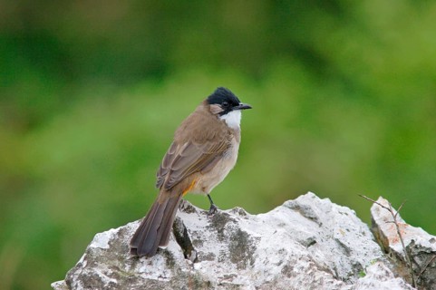Brown-breasted Bulbul