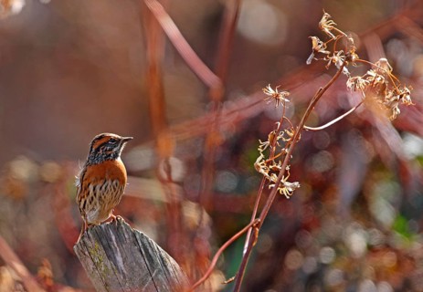 Red-breasted Accentor