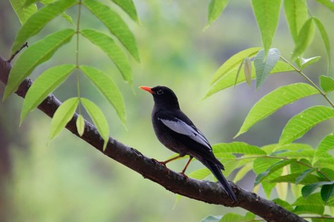 Grey-winged blackbird