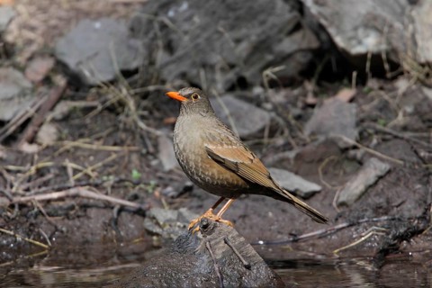 Grey-winged Blackbird