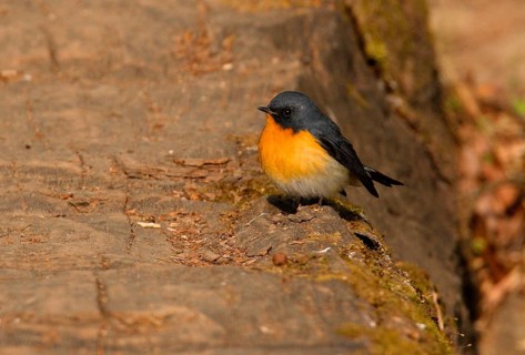 Snowy Flycatcher