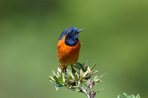 Himalayan Redstart
