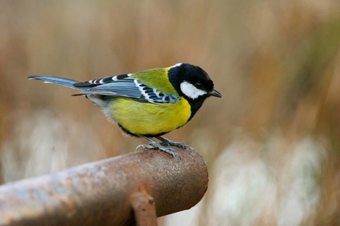 Coal Tit