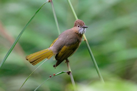 Hypsipetes mcclellandii similis