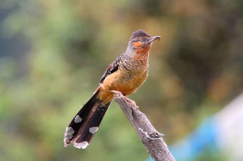 Giant Laughing Thrush