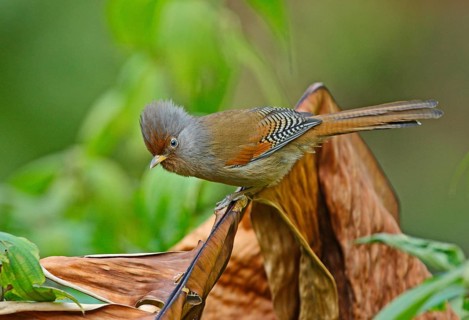 Red-fronted barwing