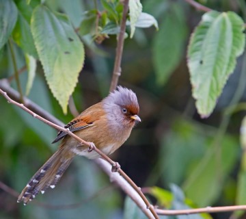 Red-fronted barwing