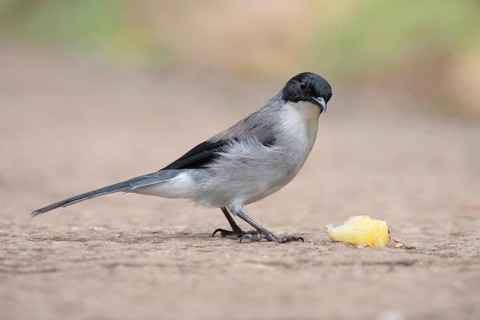 Black-headed Sibia