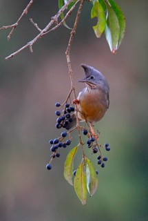 Throat-striped Yuhina