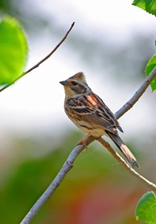 Yellow-throated Bunting