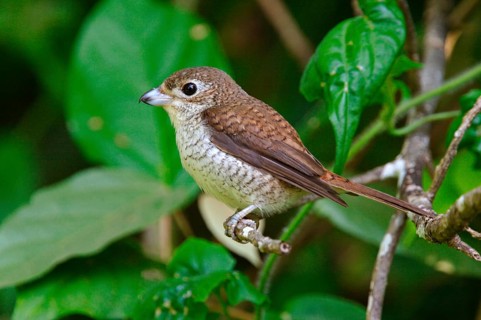 Tiger shrike