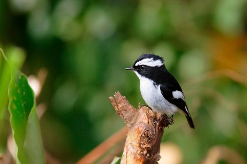 Flycatcher