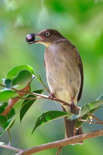 White-eyed Bulbul
