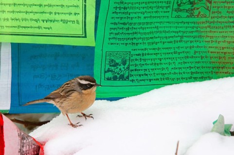 Brown accentor