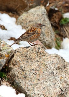 Himalayan Accentor