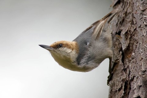 Pygmy Nuthatch
