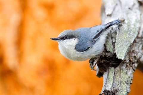 Pygmy Nuthatch