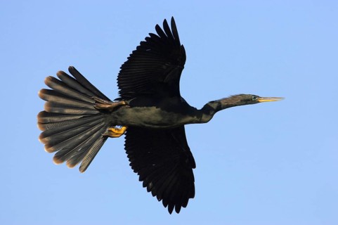 Anhinga