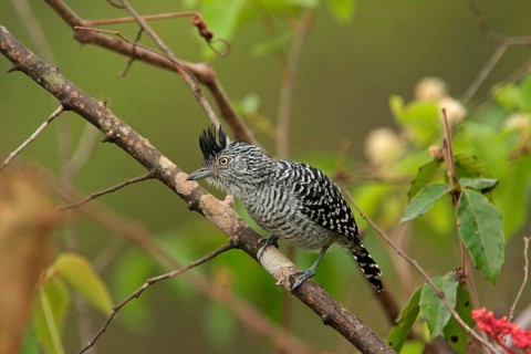 Barred Antshrike