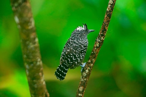 Barred antshrike