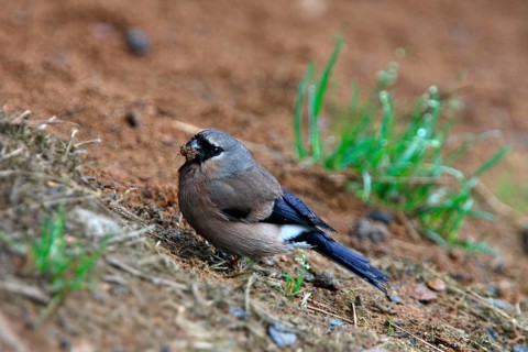 Grey-headed bullfinch