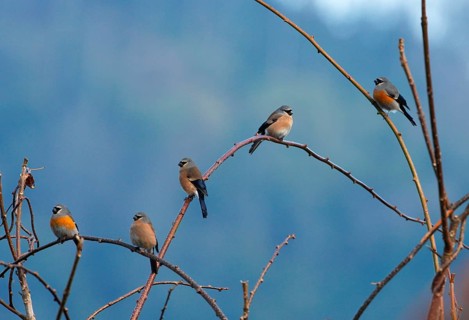 Grey-headed Bullfinch