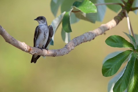 Adult Brown-breasted Swallow