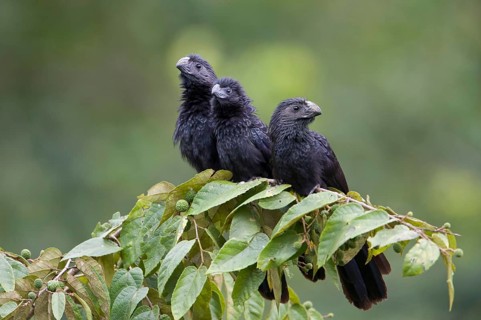 Groove-billed ani