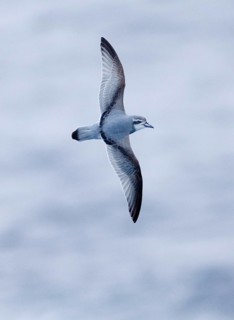 Pigeon Petrel