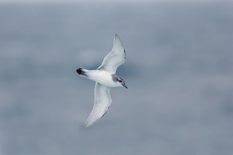 Pigeon Petrel