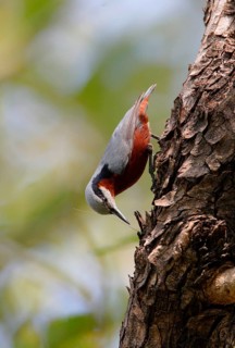 Chestnut-bellied Nuthatch