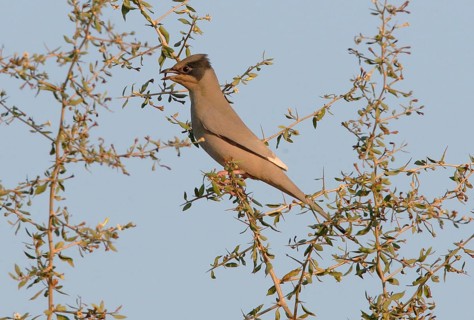 Grey Hypocolius