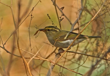 Pallas's Warbler