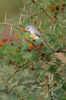 Small Minivet