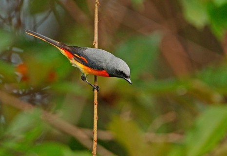 Small Minivet