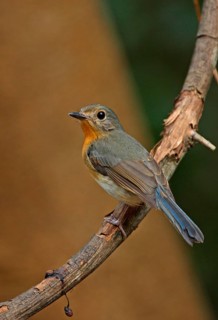 Brown-breasted Flycatcher