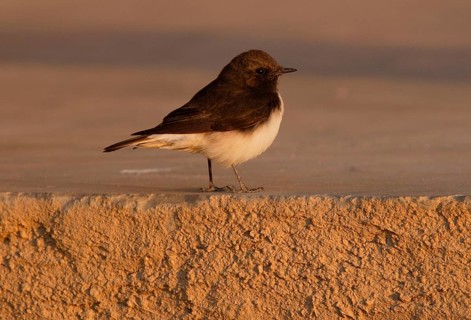 Pied Wheatear
