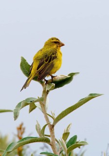 Brimstone Canary
