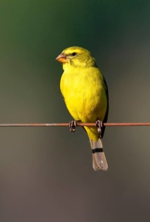Brimstone Canary