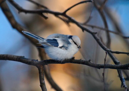 Azure titmouse